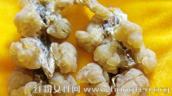 食疗养生常识：日常生活中林蛙的功效及四种食用方法