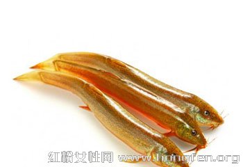 居家食疗养生必知泥鳅的营养功效及做法有哪些?