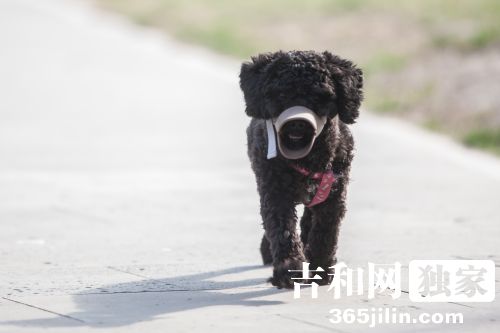 小狗贪食被戴嘴套 萌泰迪变身小狗熊引围观