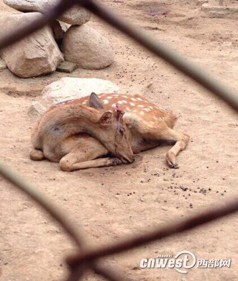 秦岭动物园梅花鹿鹿茸被割 园方：为防止打架