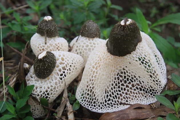 7种雾霾天能救命的蔬菜| jiaren.org