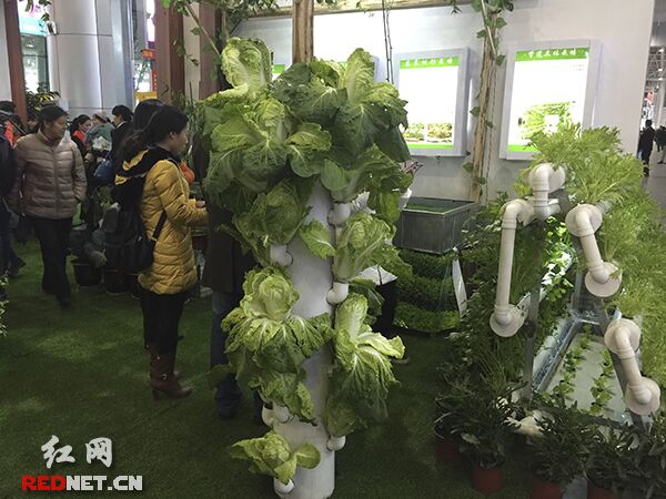 1.2米高、直径为25厘米的柱子，可种20颗白菜，这样的立体种植方式引起了市民的关注。