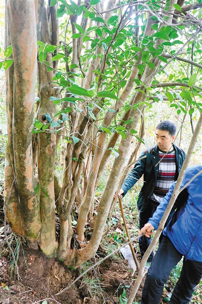 镇安发现200余亩油茶古树群落