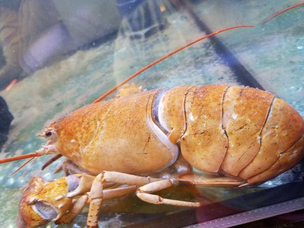纽约餐馆将罕见“黄色”龙虾救下餐桌