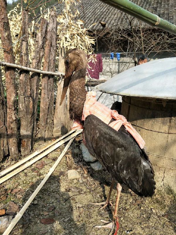 镇安县农民救助受伤大鸟 原是国家一级保护动物黑鹳
