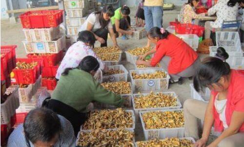 黄蘑菇撑起镇安县金盆村群众“致富伞”