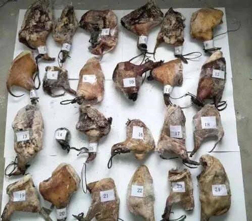 镇安一男子猎杀48只猪獾，获刑8个月，赔偿生态资源损失3万余元